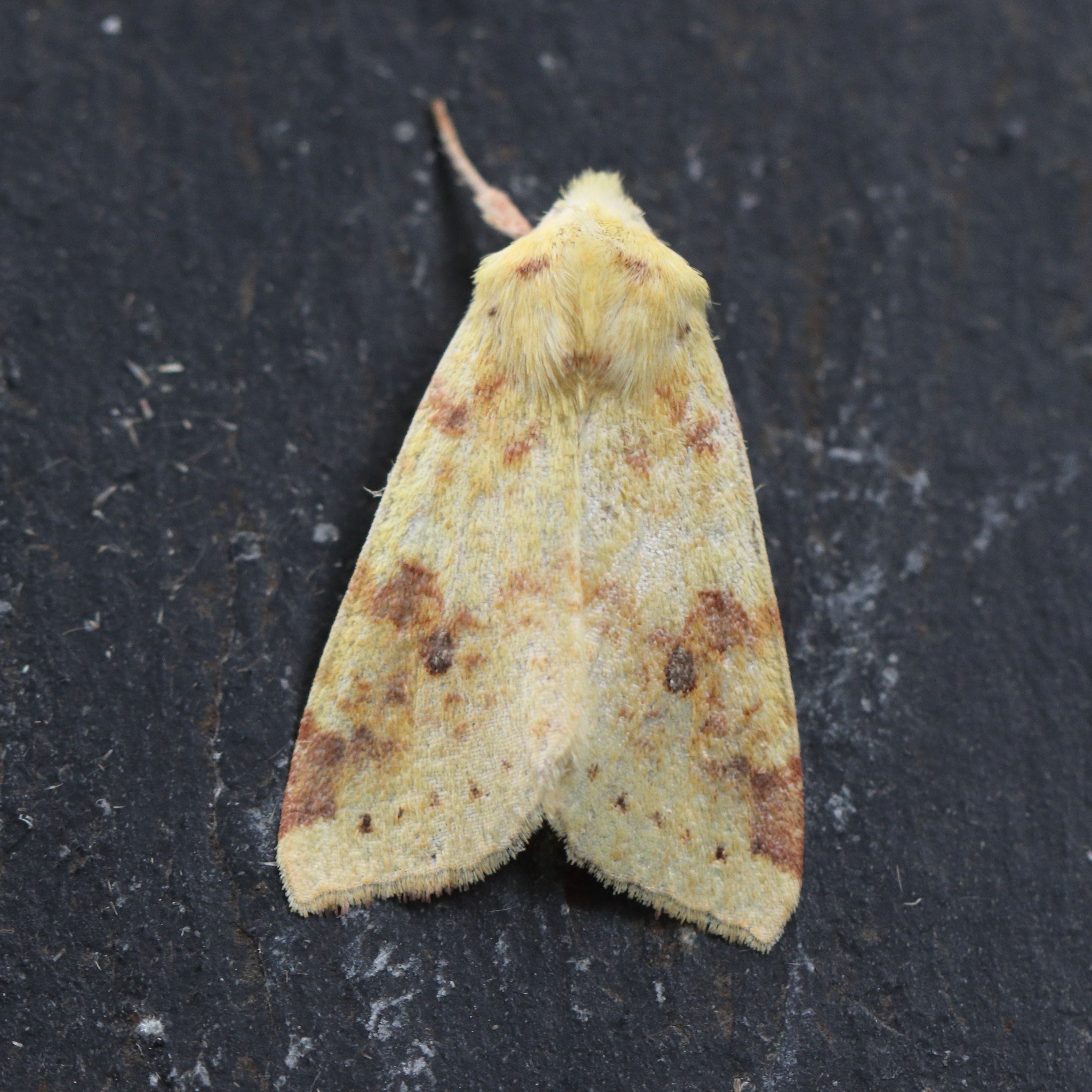 Photo of Sallow (Cirrhia icteritia)